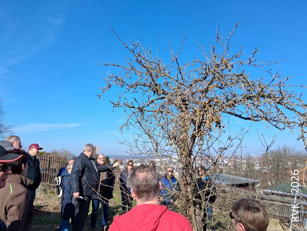 Obstgehölzschnitt im KGV Am Haselberg 2026
